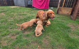 Cocker Spaniel dogs for sale: Red Cocker Spaniel puppies for sale - Image 10