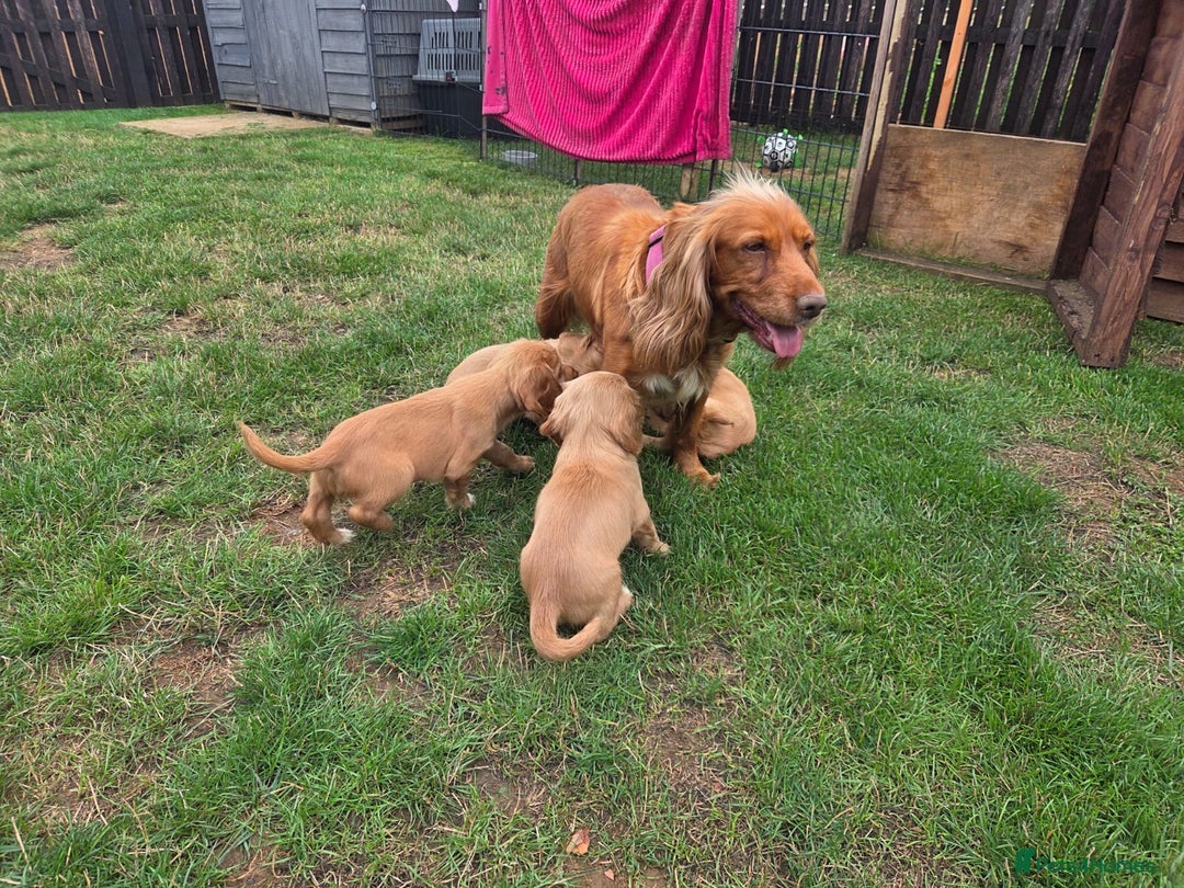 Cocker Spaniel dogs for sale: Red Cocker Spaniel puppies for sale - Image 10