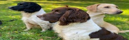 English Springer Spaniel dogs for stud: FIELD TRIAL WINNER, ENGLISH SPRINGER STUD DOG in Bristol - Advert 2