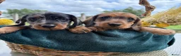 Miniature Dachshund dogs for sale: Miniature wire haired dachshunds 🐶 - Advert 6