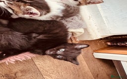 Mixed Breed cats for sale: Kittens ready for lovely homes - Image 4