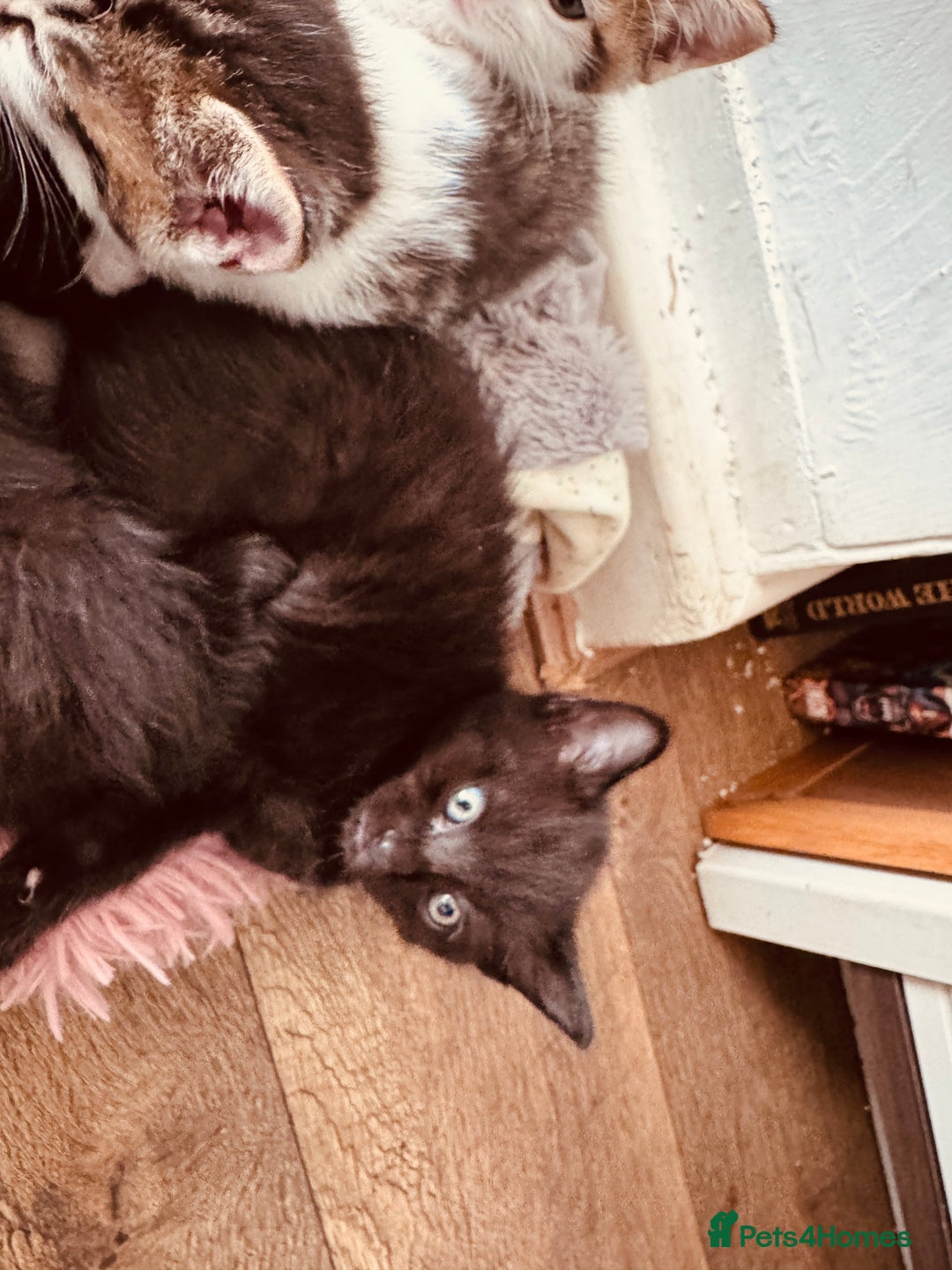 Mixed Breed cats for sale: Kittens ready for lovely homes - Image 4