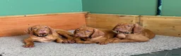 Hungarian Vizsla dogs for sale: 🇭🇺 Hungarian Vizsla puppies 🇭🇺 - Advert 4