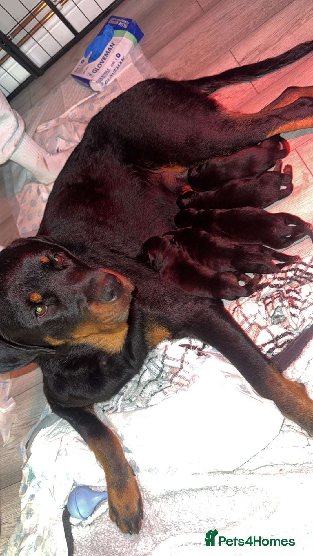 Rottweiler dogs for sale: Rottweiler puppies for sale - Image 2