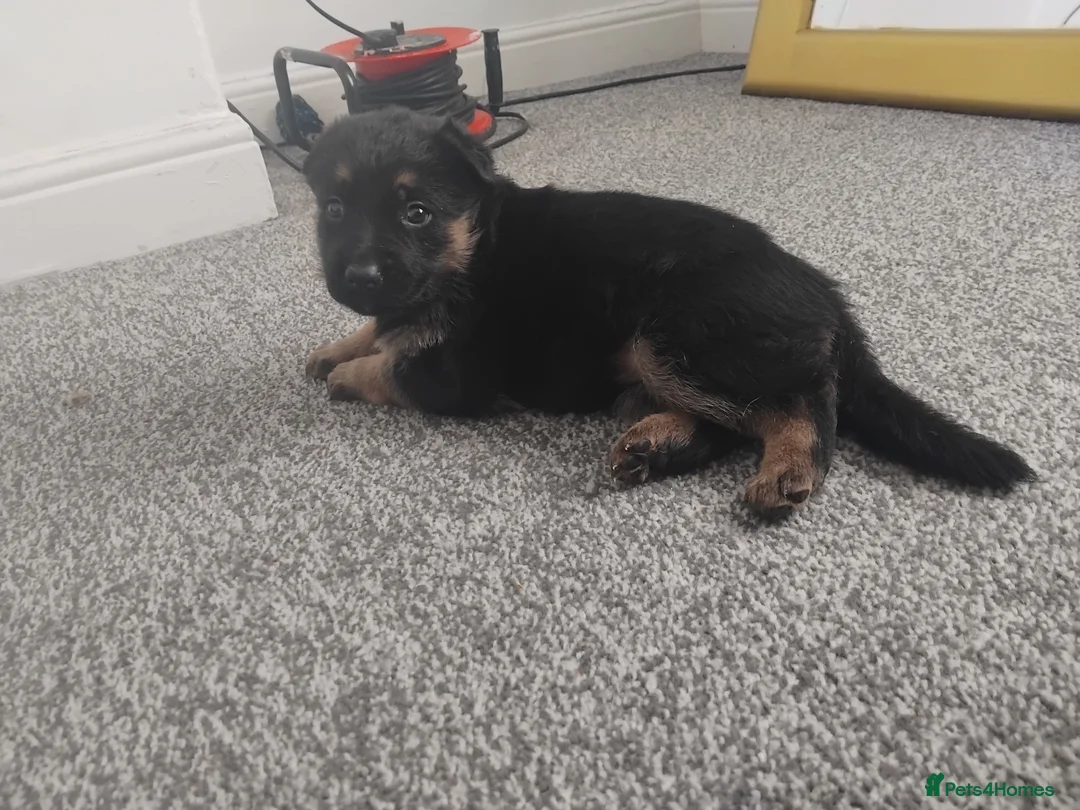 German Shepherd dogs for sale: German shepherd Puppies - Advert 9