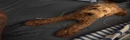 Goldendoodle dogs for sale: Bobby - Advert 3