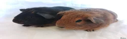 Guinea Pig rodents for sale: 2 lovely Brothers available as a pair  - Advert 3
