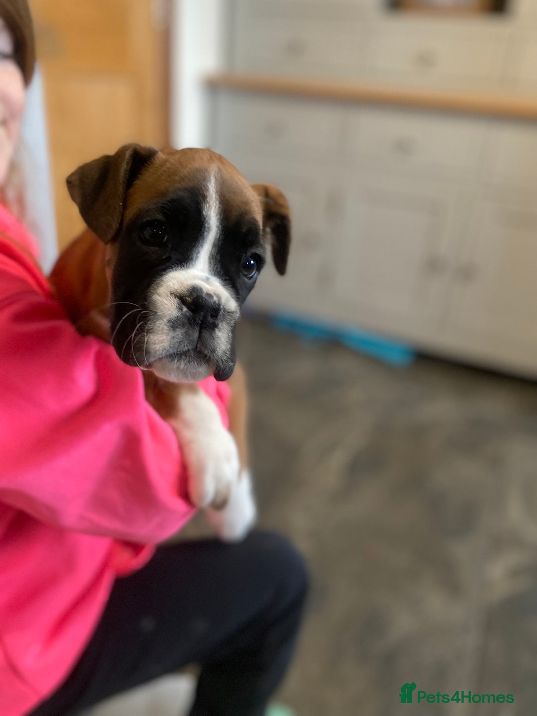 Boxer dogs for sale: 🌟 Beautiful Boxer Puppies for Sale 🌟 - Advert 13