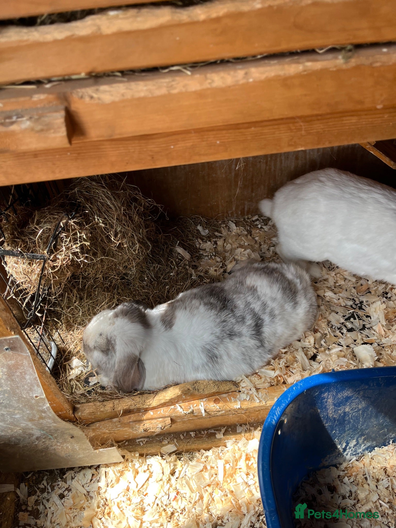 Mini Lop rabbits Early Summer 2026 - Advert 1