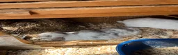 Mini Lop rabbits for sale: Early Summer 2026 - Advert 3