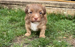Jack Russell dogs for sale: Stunning Jack Russell’s ready in 2 weeks  - Image 1