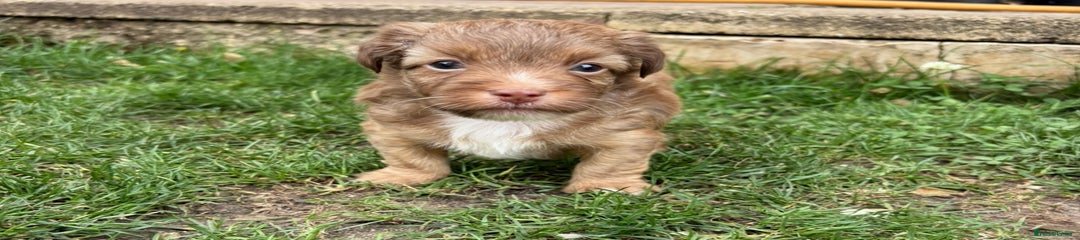 Jack Russell Puppy 1