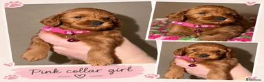 Cockapoo 2