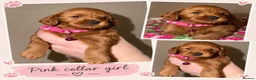 Cockapoo dogs for sale: F1b mini cockapoos - Advert 4