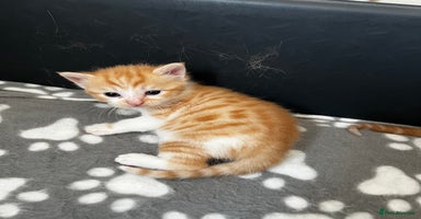 Mixed Breed cats - Advert 5
