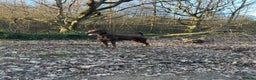 Dobermann dogs for stud: Doberman STUD available  - Advert 3