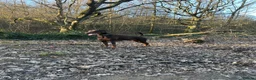 Dobermann dogs for stud: Doberman STUD available  - Advert 3