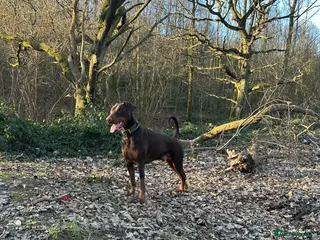 Dobermann dogs Doberman STUD available - Advert 2