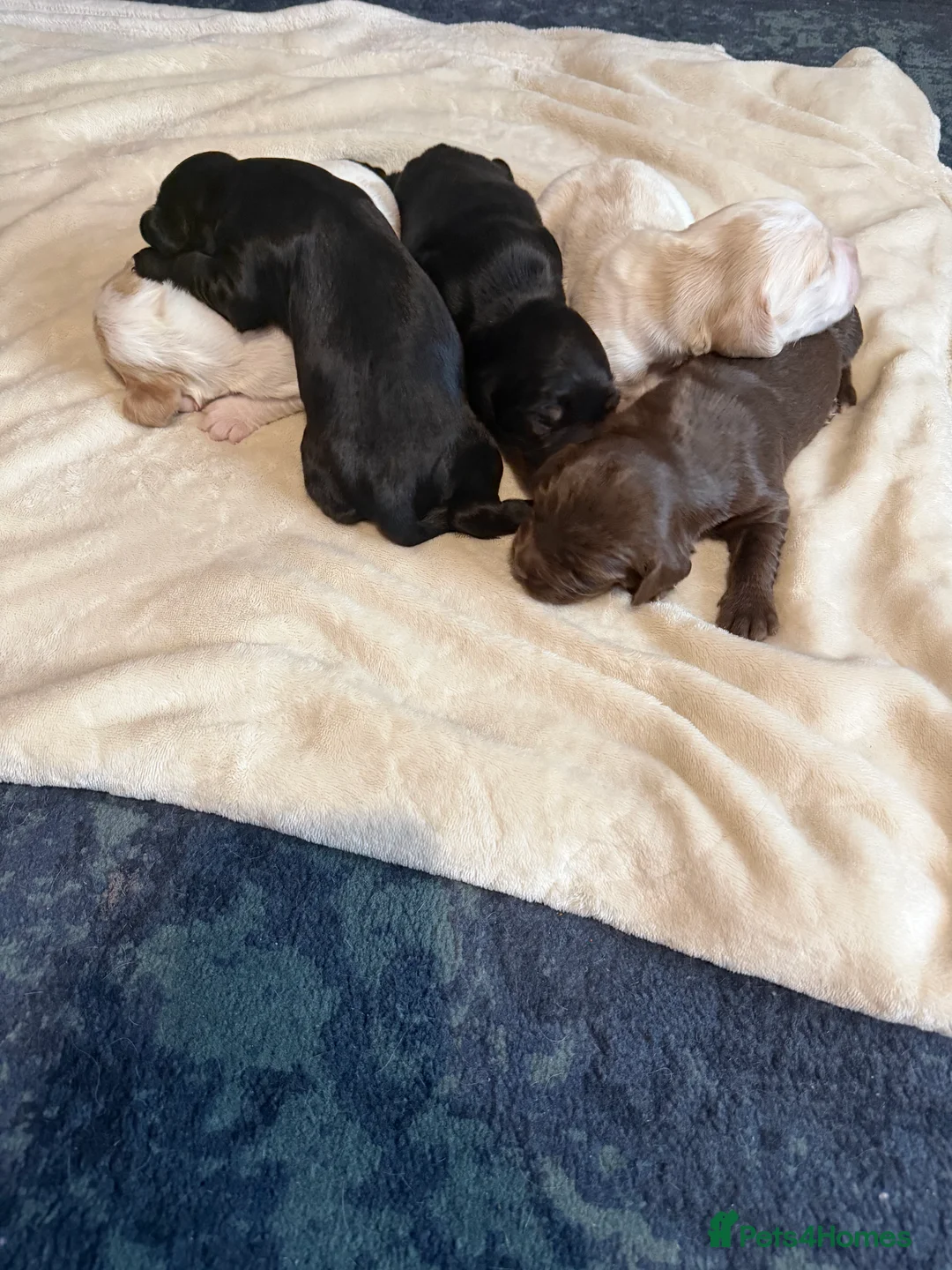 Sprocker dogs for sale: Adorable Sprocker puppies  - Advert 2