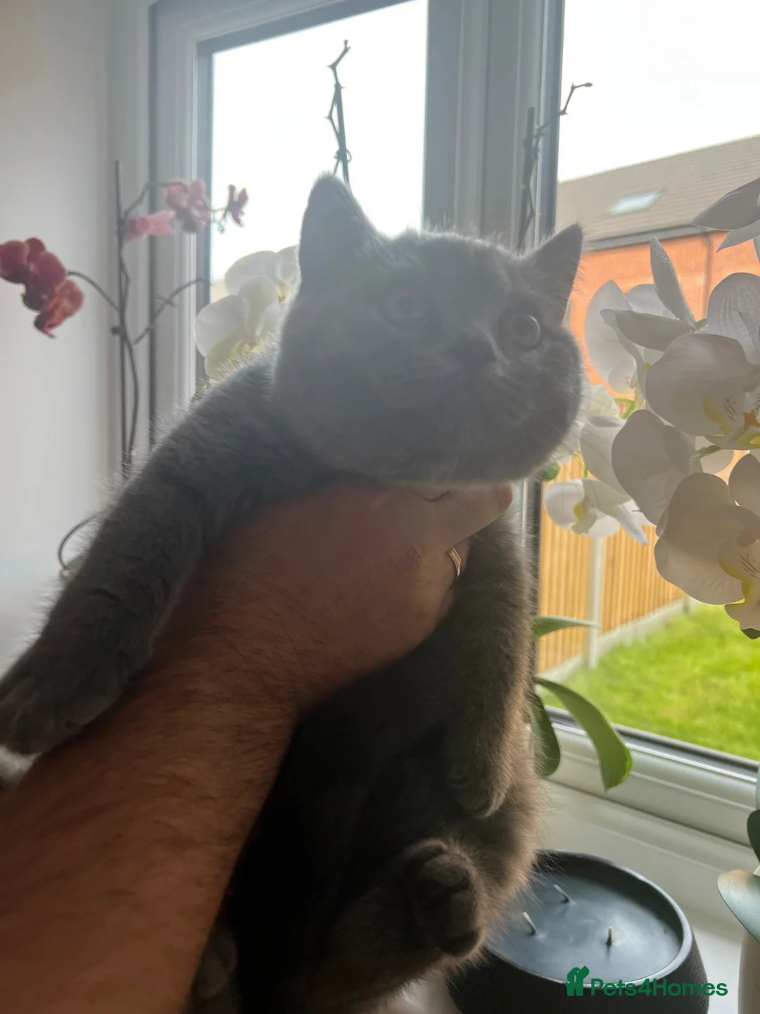 British Shorthair cats for sale: Beautiful British Short Hair kittens - Advert 2