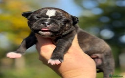 Staffordshire Bull Terrier dogs for sale: Beautiful Staffordshire Bull Terrier Boys ✨ - Image 6