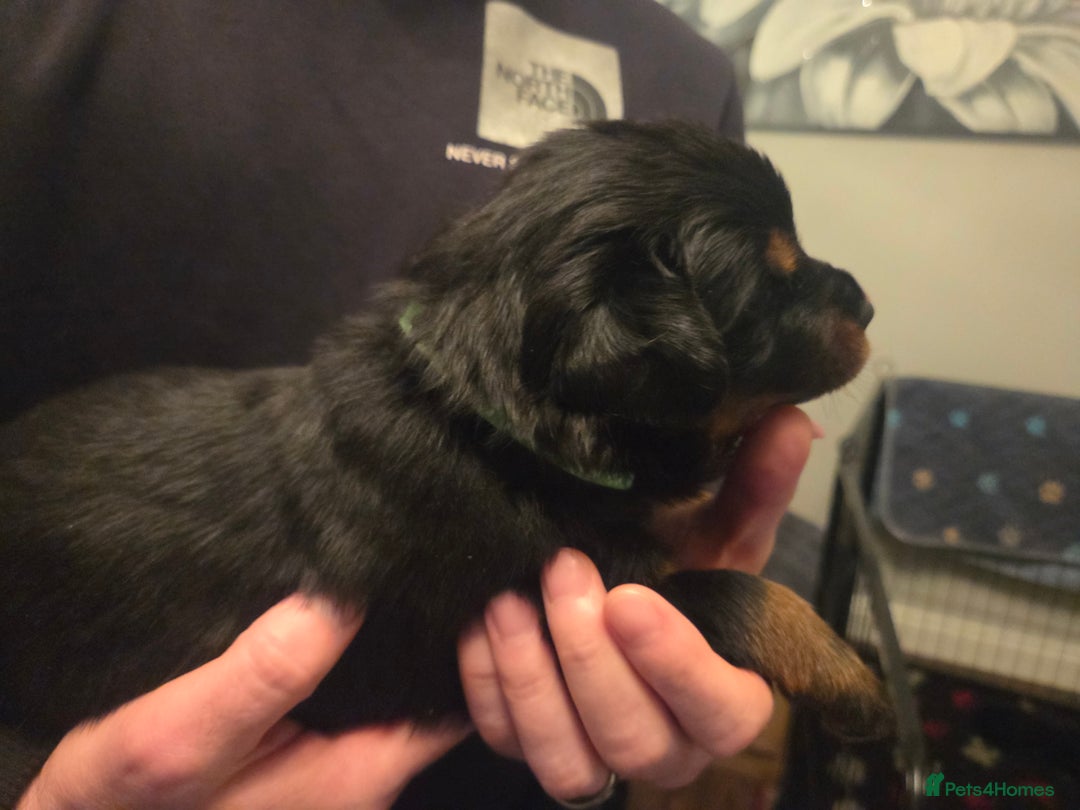Rottweiler dogs for sale: ***Ready Now*** KC Registered Rottweiler Puppies - Advert 20