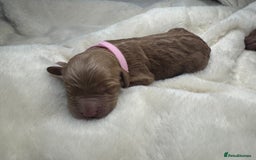 Mini Goldendoodle dogs for sale: Miniature Goldendoodle F1b Puppies - Advert 8