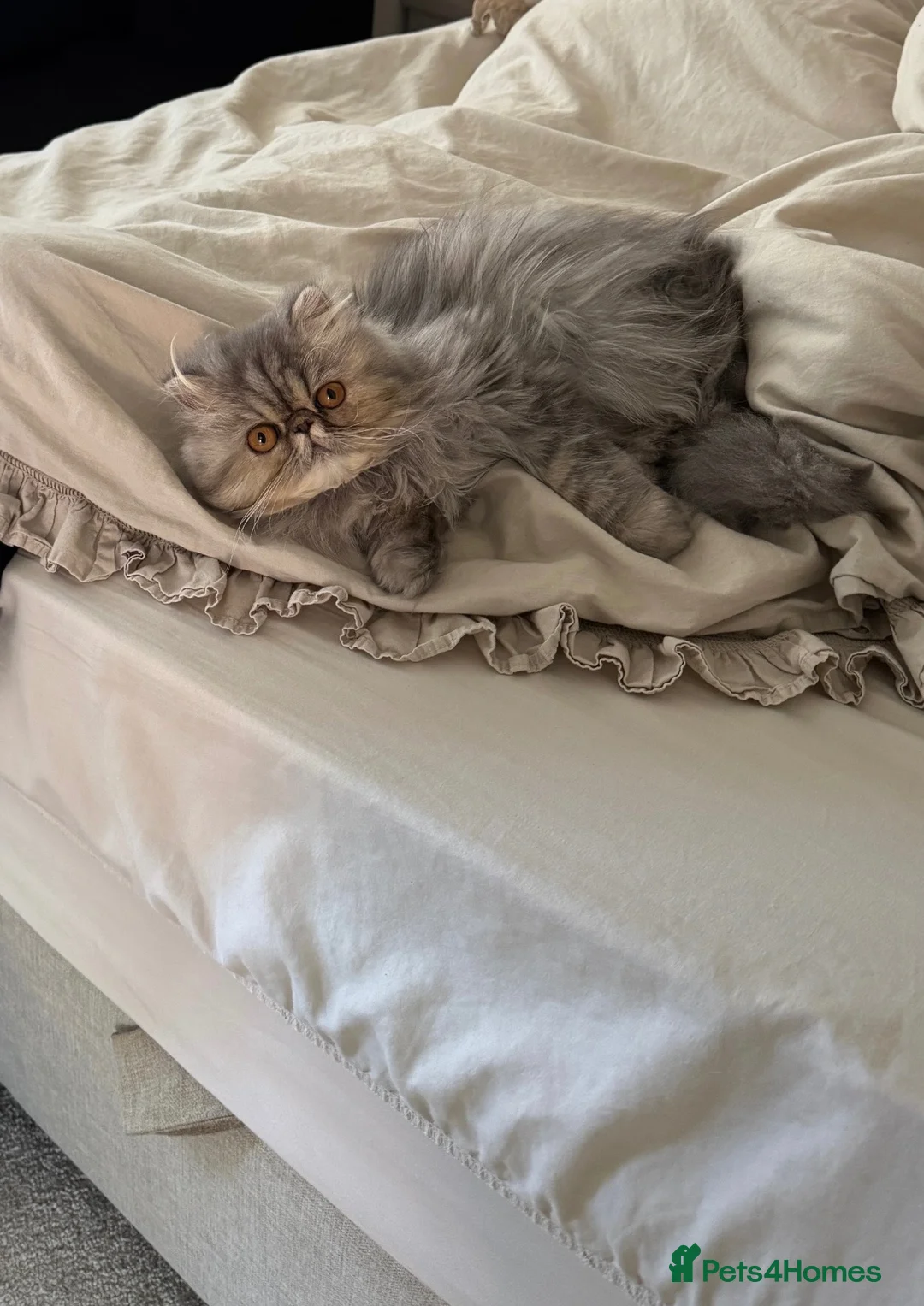 Persian cats for sale: Female Persian silver  - Advert 1