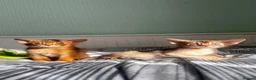 Abyssinian cats for sale: Abyssinian kittens  - Advert 14