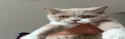 British Shorthair cats for sale: British shorthair fawn bicolour  - Advert 3