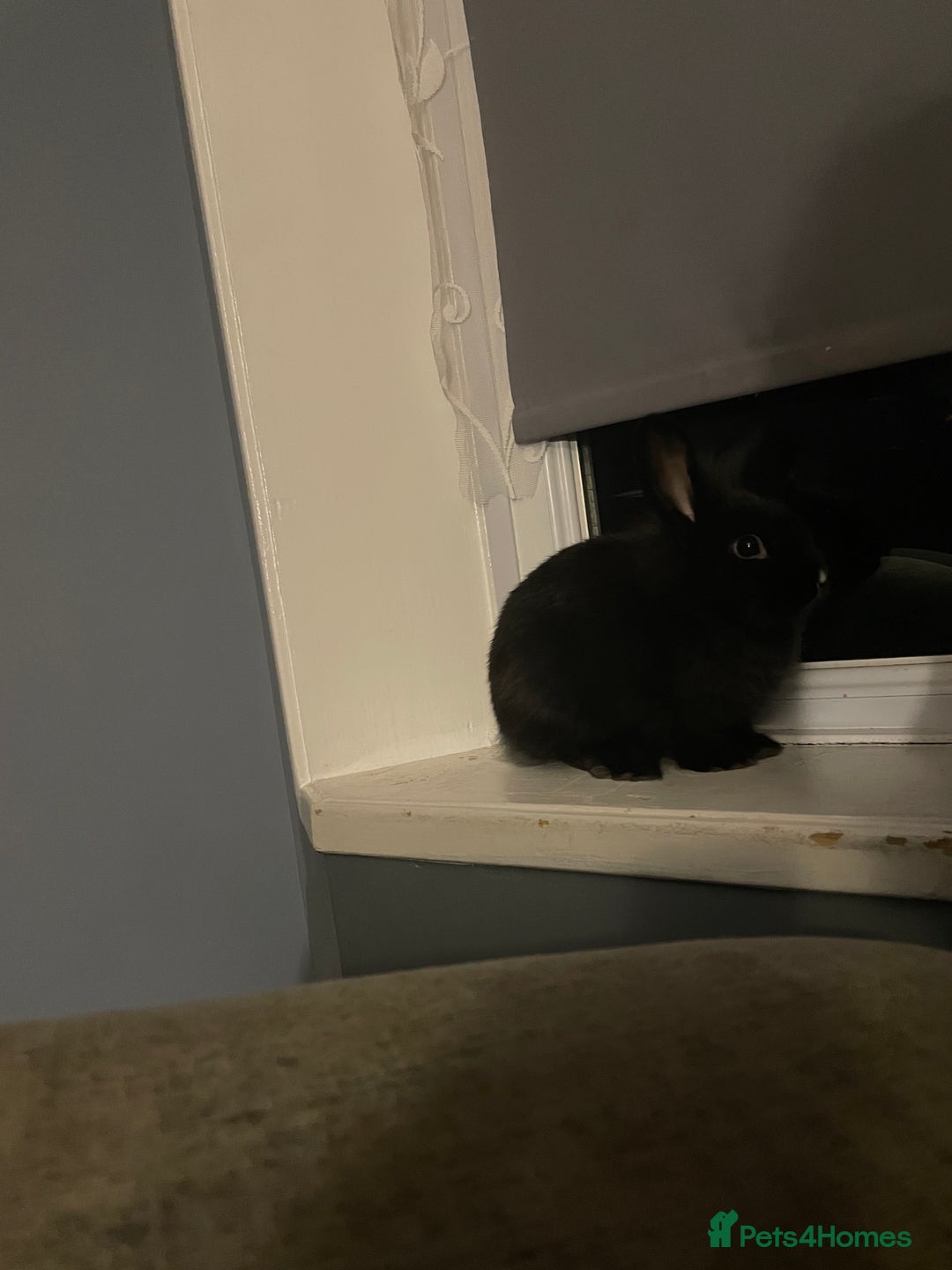 Lionhead rabbits for sale: 3-4 month lionhead mix looking for new home  - Image 3