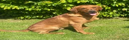 Labrador Retriever dogs for sale: KC Registered Labradors - Advert 17