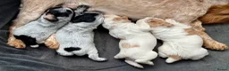 Cocker Spaniel dogs for sale: Stunning working cocker spaniels  - Advert 5