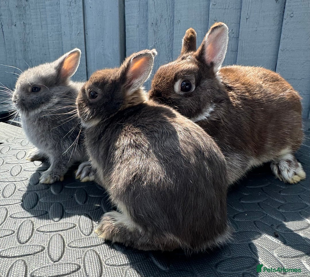 Netherland Dwarf rabbits for sale: STUNNING TAME PUREBRED BABY NETHERLAND DWARFS  - Image 3