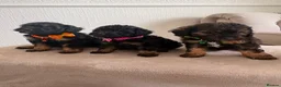 Cavapoo dogs for sale: F1 Cavapoo Puppies  - Advert 3