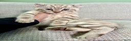 Savannah cats for sale: Superb wild looking snow leopard male  - Advert 24