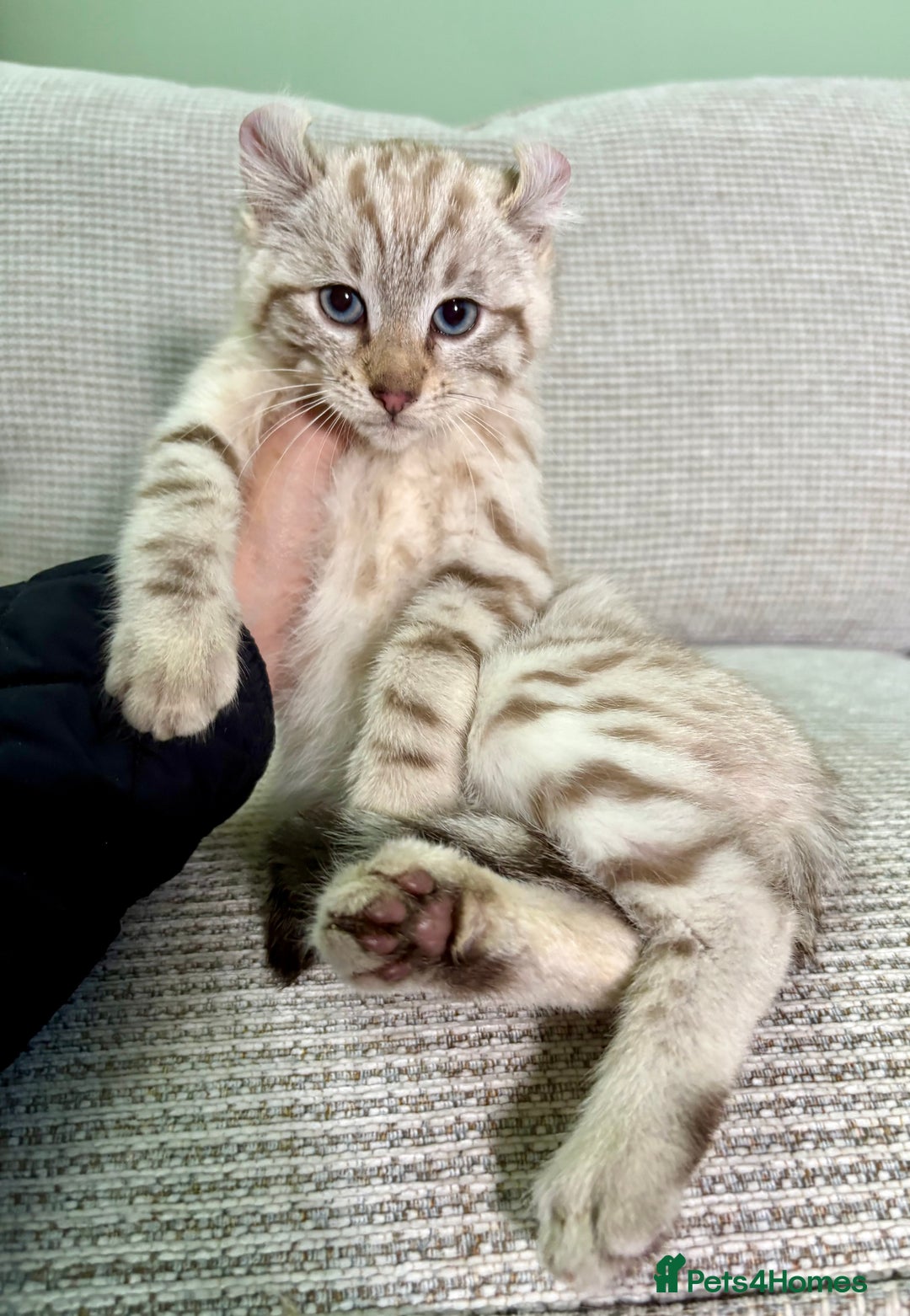 Savannah cats for sale: Superb wild looking snow leopard male  - Advert 24