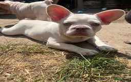 French Bulldog dogs for sale: Velvet and Fluffy french bulldogs  - Image 7