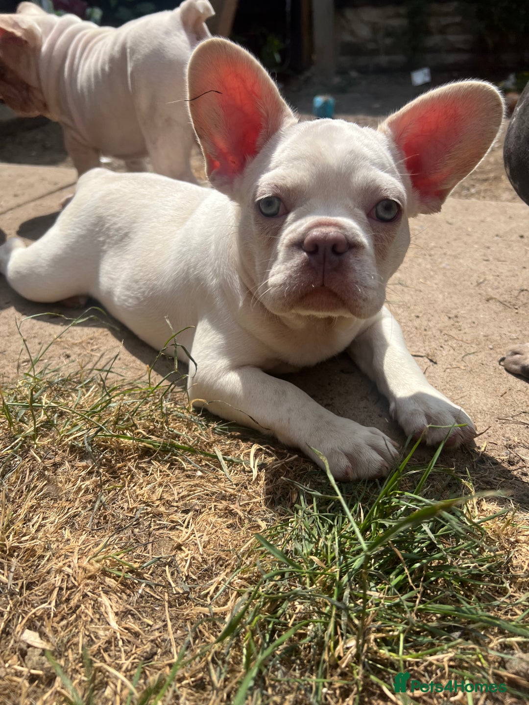 French Bulldog dogs for sale: Velvet and Fluffy french bulldogs  - Image 7