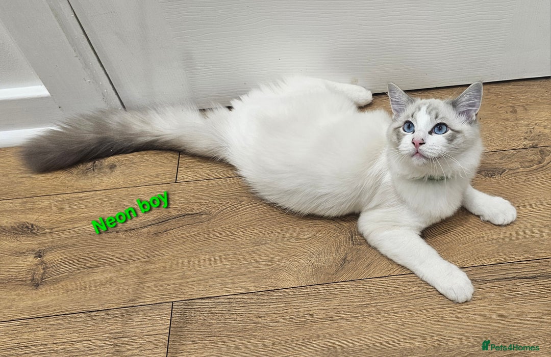 Ragdoll cats for sale: Pedegree Active Gccf 2 boys left  - Advert 29