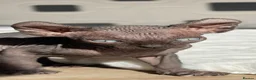 Sphynx cats for sale: 🐾 Beautiful Male Elf Sphynx Kitten  - Advert 2