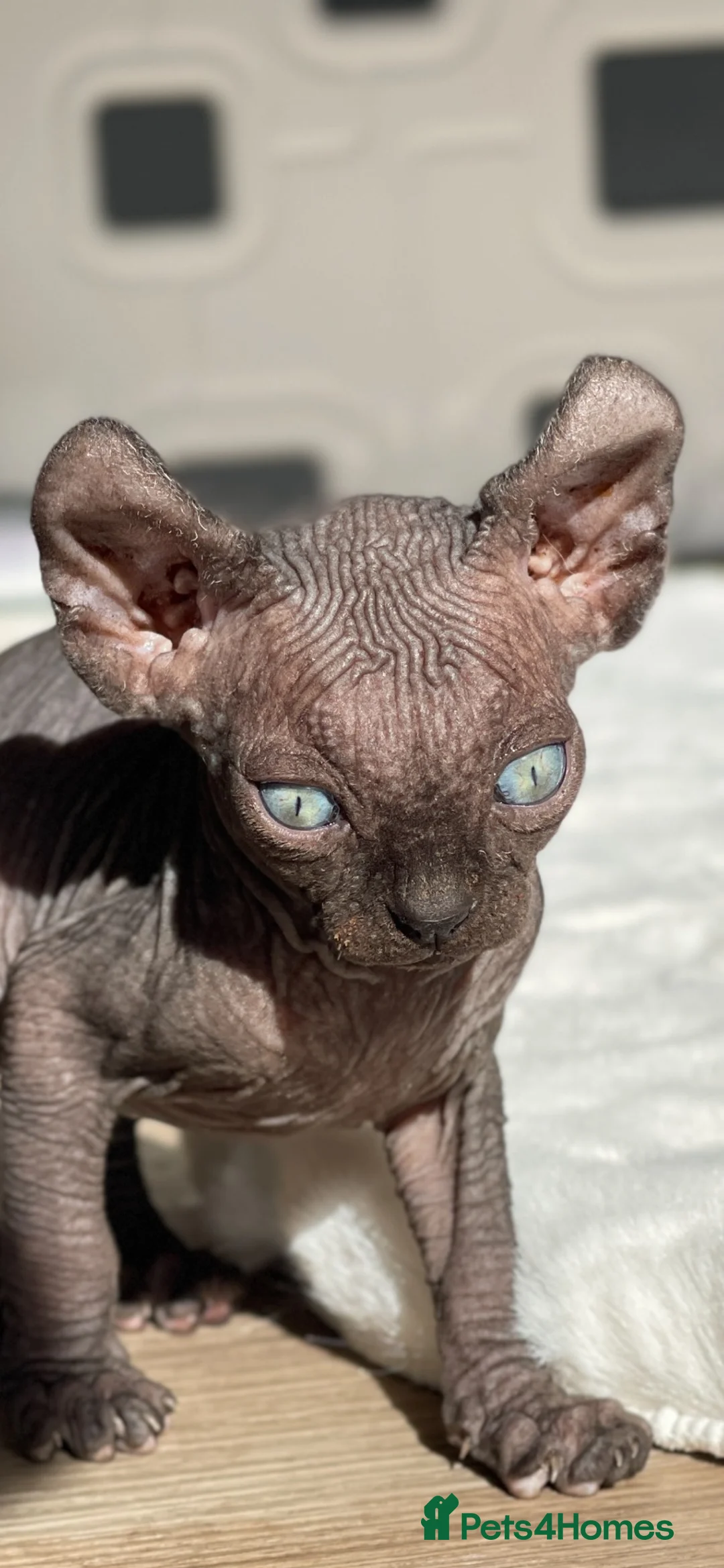 Sphynx cats for sale: 🐾 Beautiful Male Elf Sphynx Kitten  - Advert 2