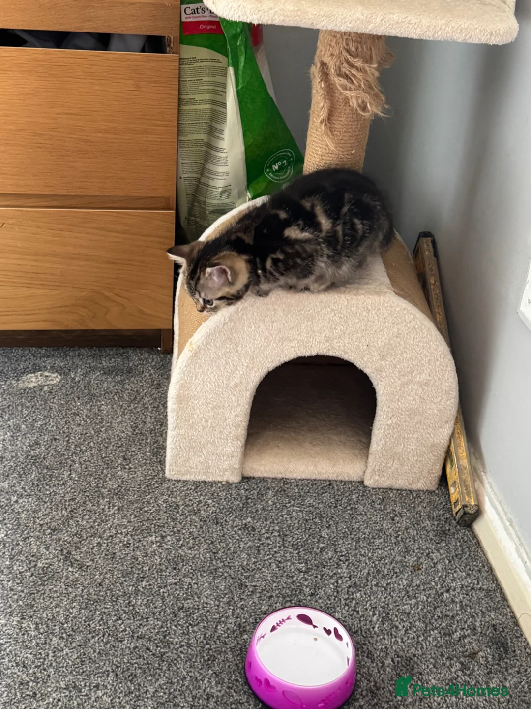 British Shorthair cats for sale: British short hair kittens X3 in Horsham - Advert 12
