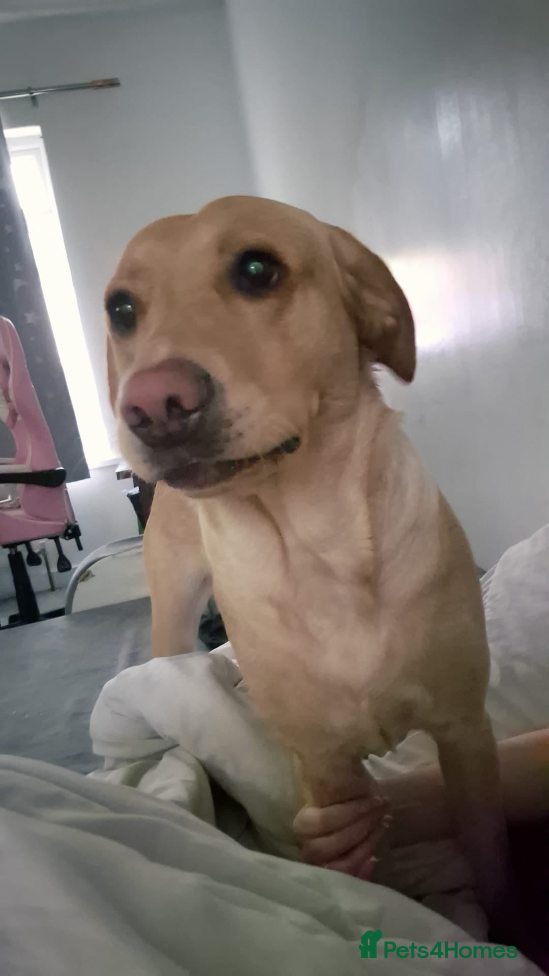 Labrador Retriever dogs for sale: ✨ Golden Retriever Puppies – Ready 4 Sept ✨ - Image 14