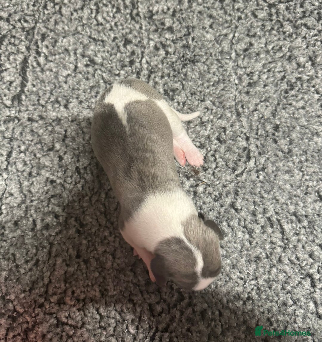 Whippet dogs for sale: Kc reg whippets  - Advert 11