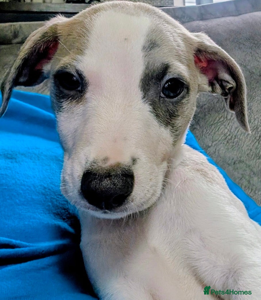 Whippet dogs The most precious! Kc wippets 🐶 boys & girls   - Advert 2