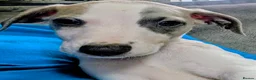 Whippet dogs for sale: READY NOW!The most precious!Kc wippets 🐶    - Advert 5