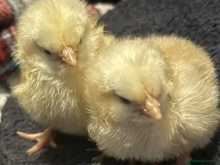 Chickens poultry Buff orpington chicks day old to 2 weeks old - Advert 1