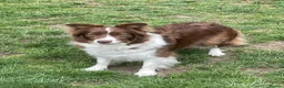 Border Collie dogs for sale: Exceptional KC Reg Border collie pups - Advert 2