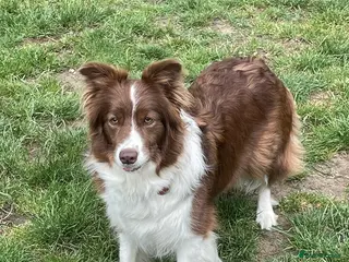 Border Collie dogs Exceptional KC Reg Border collie pups - Advert 2